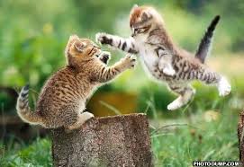 cat fight