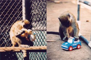 gender-toys-macaques